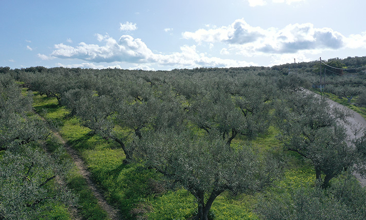 ΕΠΑΓΓΕΛΜΑΤΙΚΗ ΕΚΤΑΣΗ ΣΕ ΑΝΑΠΤΥΣΣΟΜΕΝΗ ΠΕΡΙΟΧΗ