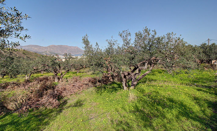 ΕΠΑΓΓΕΛΜΑΤΙΚΗ ΕΚΤΑΣΗ ΣΕ ΑΝΑΠΤΥΣΣΟΜΕΝΗ ΠΕΡΙΟΧΗ