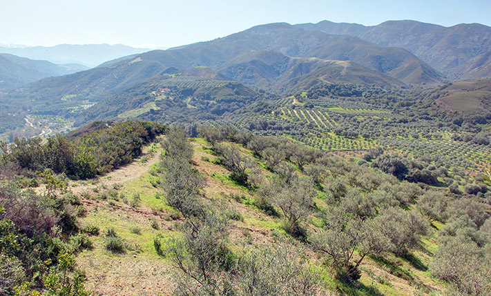 ΕΚΤΑΣΗ ΜΕ 210 ΕΛΑΙΟΔΕΝΤΡΑ & ΠΑΝΟΡΑΜΙΚΗ ΘΕΑ