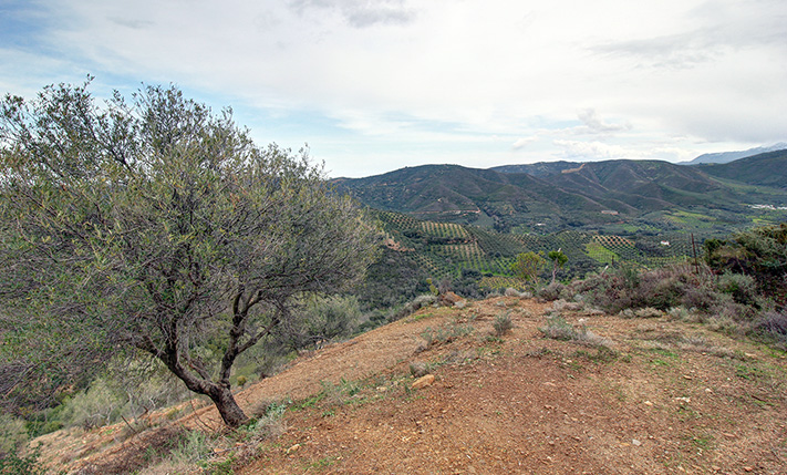A REMOTE OLIVE GROVE AMIDST NATURE