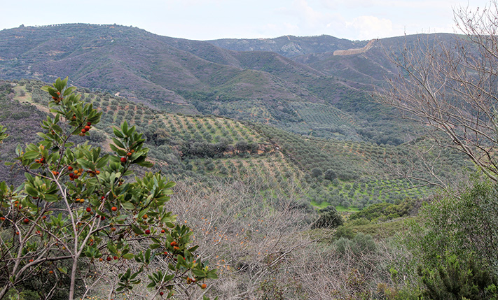 A REMOTE OLIVE GROVE AMIDST NATURE
