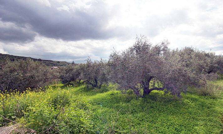 FERTILE LAND WITH TWO OPOSITE FACADES