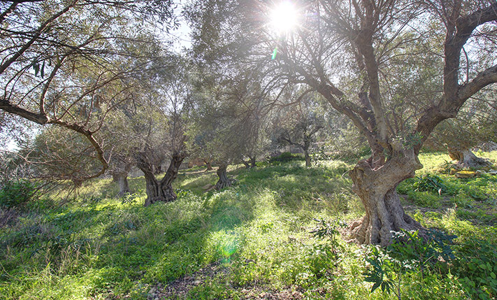 SEA VIEWS FROM A PLOT NEAR & WEST OF THE CITY