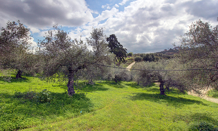 ΕΛΑΙΩΝΑΣ ΜΕ ΗΠΙΑ ΝΟΤΙΑ ΚΛΙΣΗ & ΘΕΑ ΣΤΗ ΦΥΣΗ