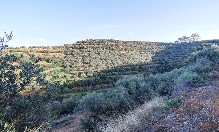 A TERRACED SLOPE WITH STUNNING VIEWS