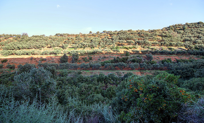 A TERRACED SLOPE WITH STUNNING VIEWS