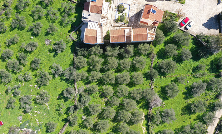 AN OLIVE GROVE WITH VIEWS FROM THE TOP LEVEL