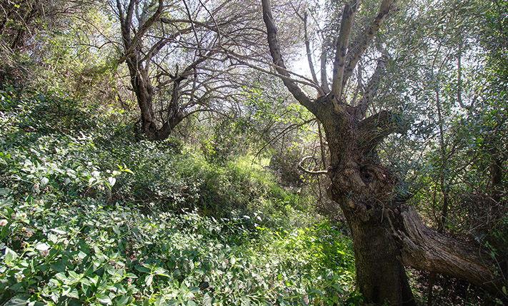 LAND WITH PANORAMIC VIEWS OVER THE VILLAGE