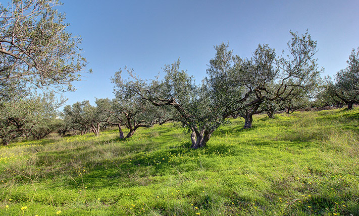 PART OF A LARGER PARCEL FOR DEVELOPMENT