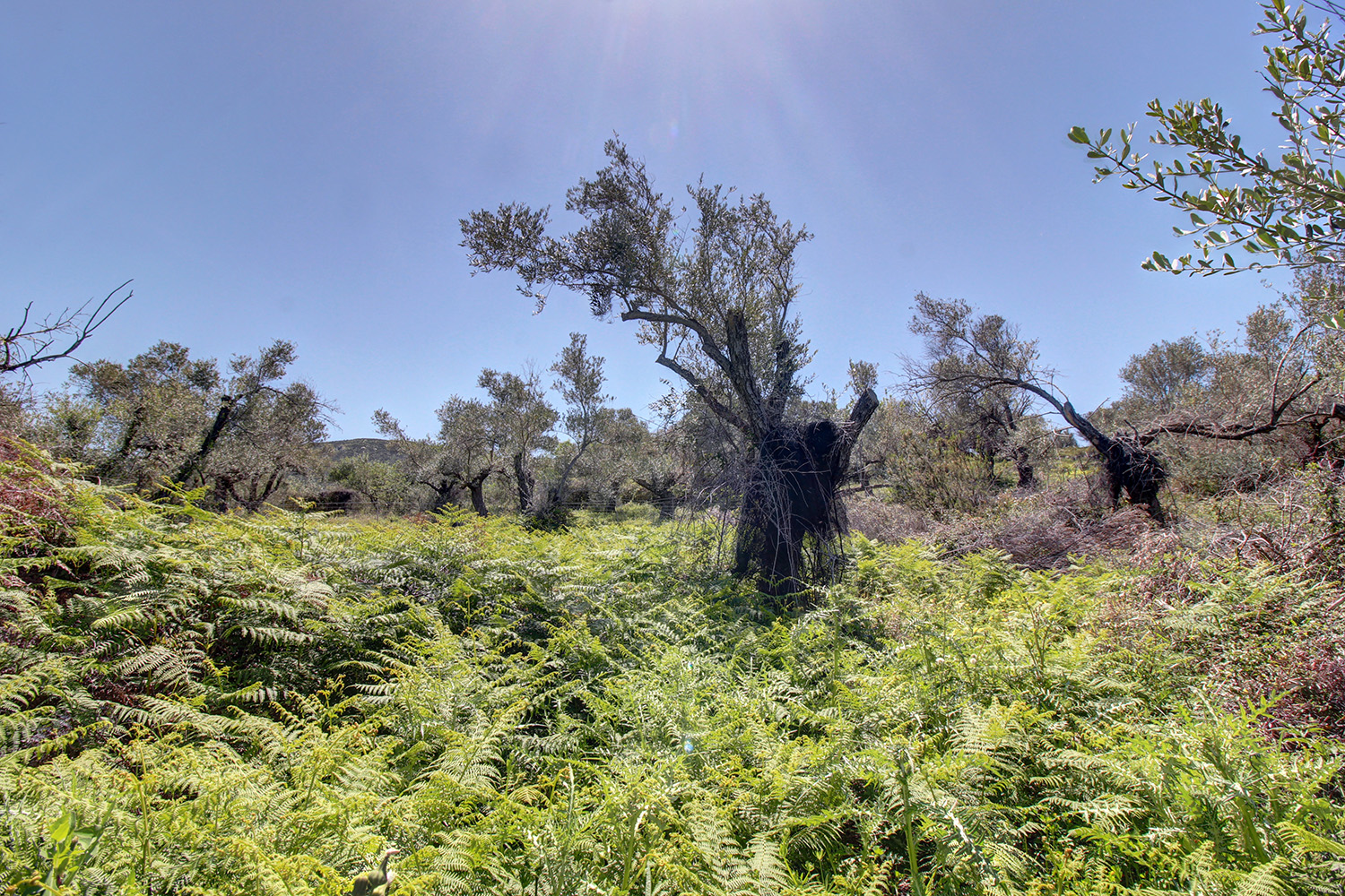 Land for Sale in Megalo Metochi, Rethymnon, Rethymnon, Crete, Greece
