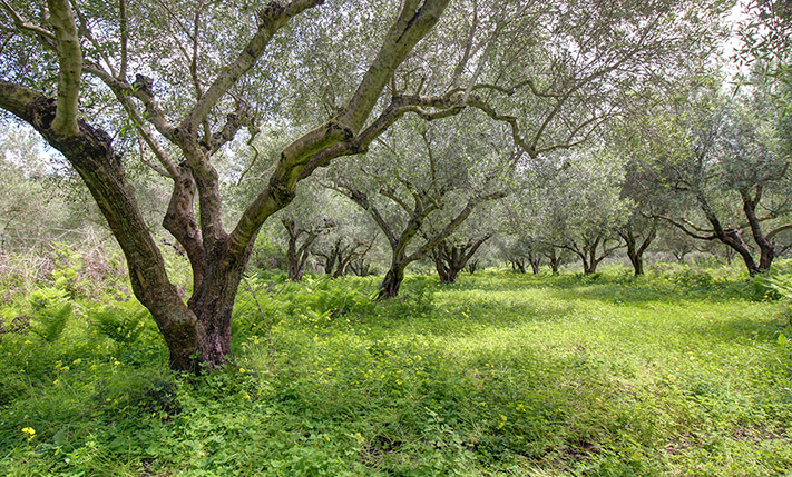 AN OLIVE GROVE IN A SPARSELY BUILT AREA