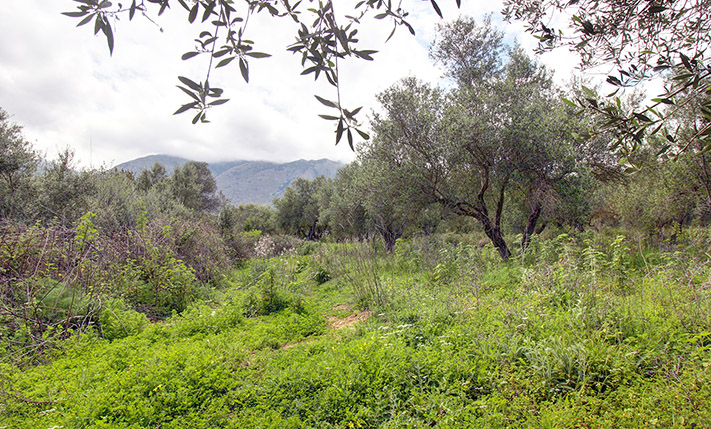 AN OLIVE GROVE IN A SPARSELY BUILT AREA