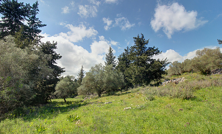 A SERENE CLEARING BY THE WHITE MOUNTAINS