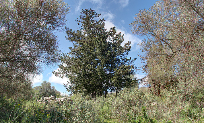A SERENE CLEARING BY THE WHITE MOUNTAINS