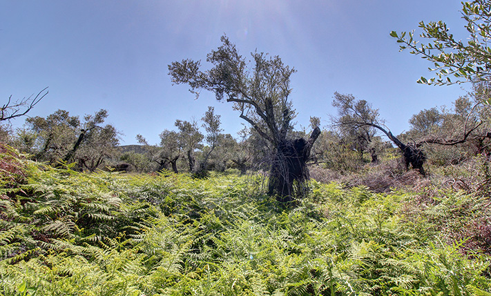 SOUTH & AT THE OUTSKIRTS OF RETHIMNON CITY