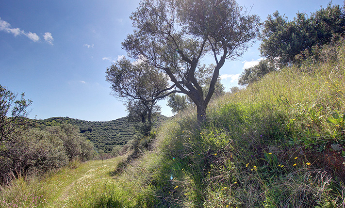 OLIVE TREES WITH PANORAMIC VIEWS WEST OF CHANIA