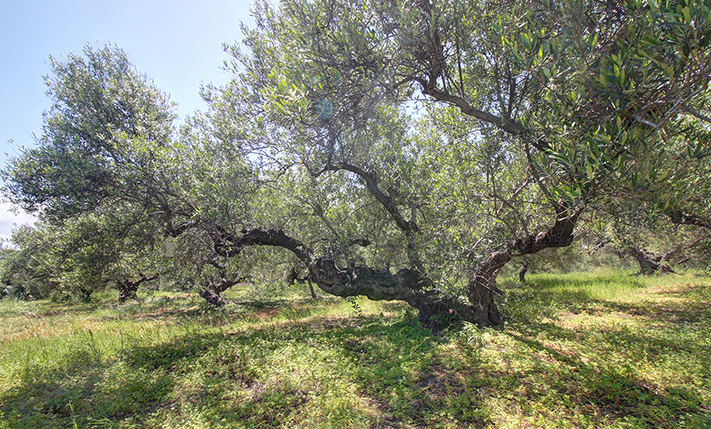 OLIVE GROVE WITH EASY ACCESS WEST OF CHANIA