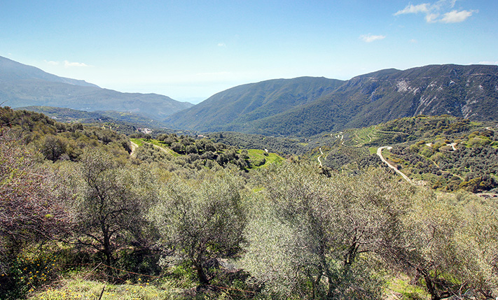 ΕΛΑΙΩΝΑΣ ΑΠΟΜΟΝΩΜΕΝΟΣ ΣΤΗ ΦΥΣΗ ΜΕ ΘΕΑ
