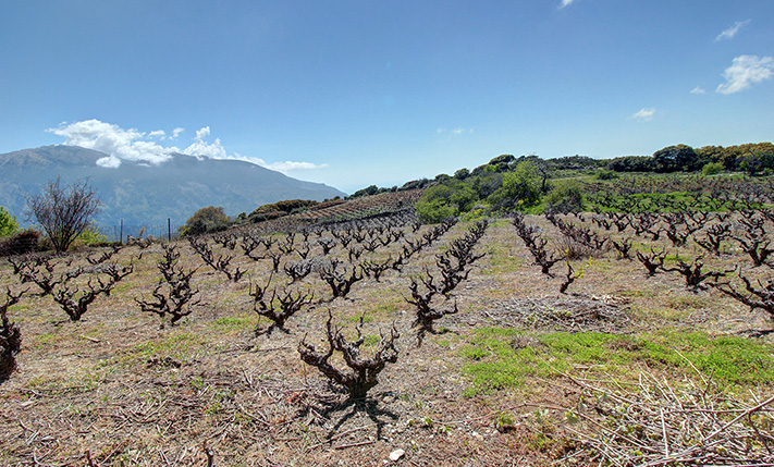 A VINEYARD IN A DRAMATIC SETTING
