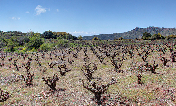 A VINEYARD IN A DRAMATIC SETTING