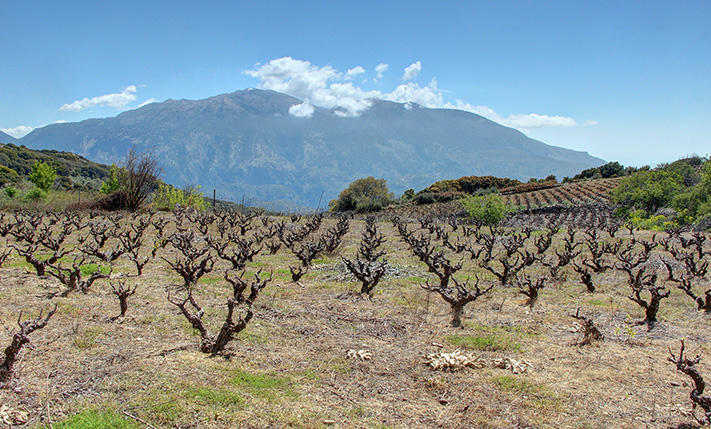 ΕΝΑ ΑΜΠΕΛΙ ΣΕ ΕΝΤΥΠΩΣΙΑΚΗ ΤΟΠΟΘΕΣΙΑ