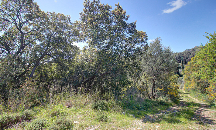 ΕΝΑΣ ΔΑΣΩΜΕΝΟΣ ΕΛΑΙΩΝΑΣ ΣΤΗΝ ΕΞΟΧΗ