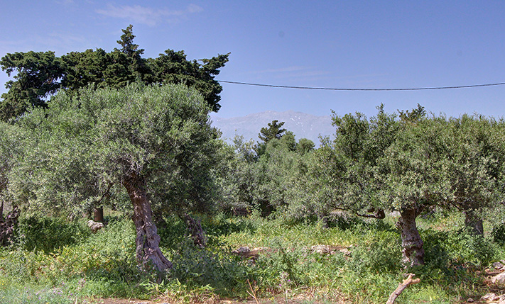 DEVELOPMENT LAND WITH SEA VIEWS & A RUIN
