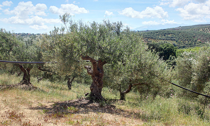 AN OLIVE GROVE WITH SEA VIEWS IN THE COUNTRYSIDE