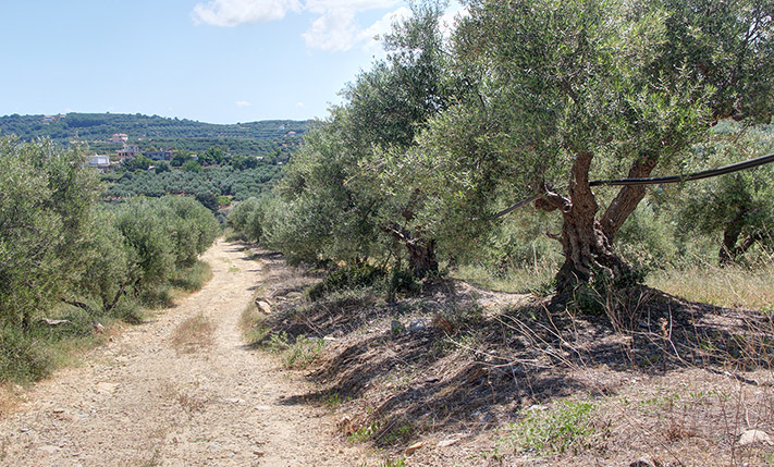 AN OLIVE GROVE WITH SEA VIEWS IN THE COUNTRYSIDE