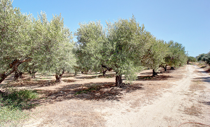 FLAT OLIVE GROVE WITH STUNNING UPPER-LEVEL VIEWS