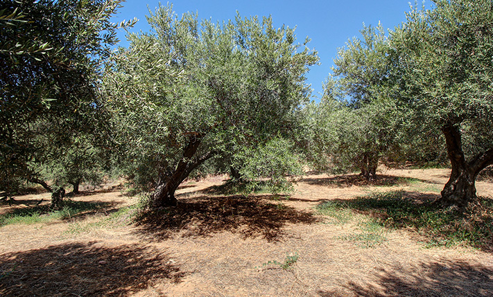 FLAT OLIVE GROVE WITH STUNNING UPPER-LEVEL VIEWS