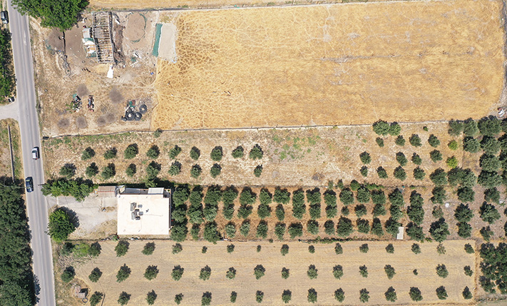 AN OLIVE GROVE ON THE EAST EXIT OF KISSAMOS TOWN