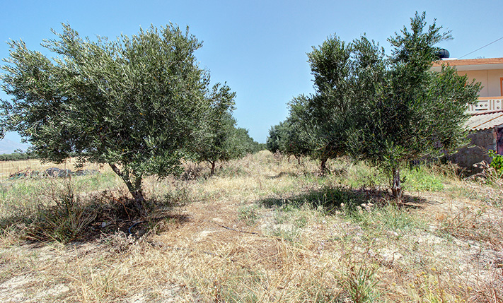 AN OLIVE GROVE ON THE EAST EXIT OF KISSAMOS TOWN