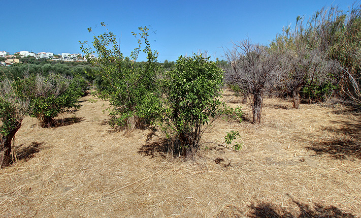 ΥΨΗΛΗ ΕΜΠΟΡΙΚΟΤΗΤΑ ΚΑΙ ΚΑΛΟ ΣΧΗΜΑ