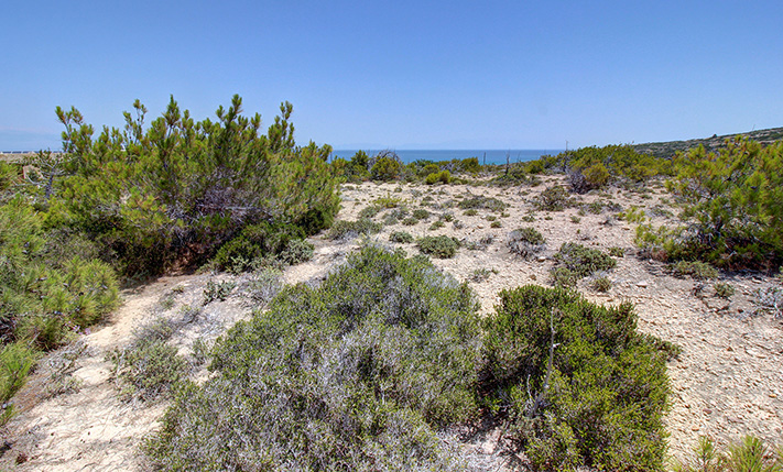 ΠΕΥΚΟΦΥΤΟ ΑΓΡΟΤΕΜΑΧΙΟ ΚΟΝΤΑ ΣΤΗ ΘΑΛΑΣΣΑ