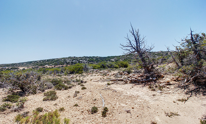 A PINE FOREST NEAR THE BEACH