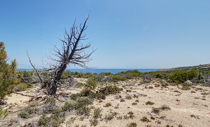 ΠΕΥΚΟΦΥΤΟ ΑΓΡΟΤΕΜΑΧΙΟ ΚΟΝΤΑ ΣΤΗ ΘΑΛΑΣΣΑ