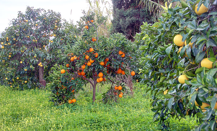 PRODUCTIVE GRAPEFRUIT TREES NEAR THE CITY