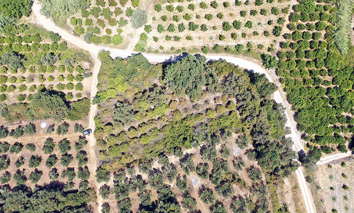 PERFECT PRIVACY IN AN ABANDONED ORANGE GROVE