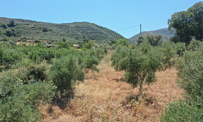 FENCED PLOT WITH OLIVE TREES IN MAINLAND CRETE