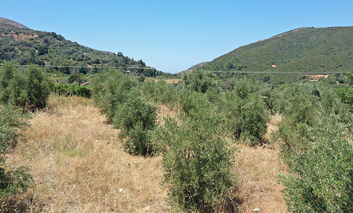ΠΕΡΙΦΡΑΓΜΕΝΟΣ ΕΛΑΙΩΝΑΣ ΣΤΗΝ ΕΝΔΟΧΩΡΑ