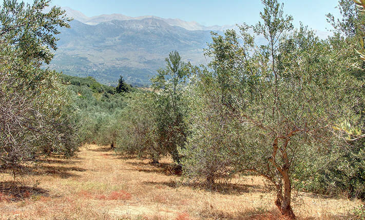 ΠΕΡΙΠΟΙΗΜΕΝΟΣ ΕΛΑΙΩΝΑΣ ΜΕ ΘΕΑ ΣΤΑ ΛΕΥΚΑ ΟΡΗ