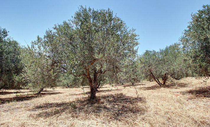 A PRODUCTIVE OLIVE GROVE BELOW THE MOUNTAINS