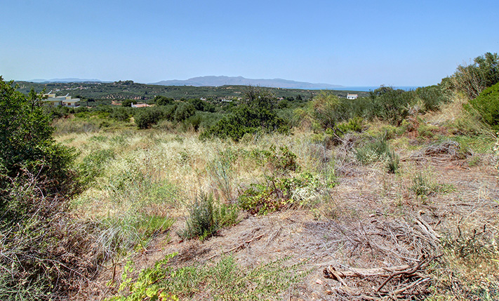 AN OLIVE GROVE WITH A BARE READY-TO-BUILD SPACE
