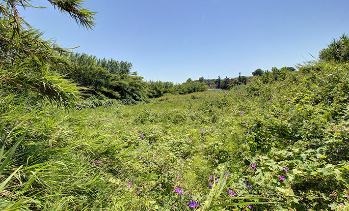 ΚΑΤΑΛΛΗΛΟ ΓΙΑ ΑΒΟΚΑΝΤΟ Η ΤΡΟΠΙΚΗ ΚΑΛΛΙΕΡΓΕΙΑ