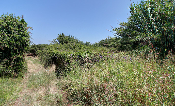 LAND FOR AVOCADO & OTHER TROPICAL PLANTATIONS