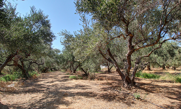 ΑΝΕΤΟ ΜΕΓΕΘΟΣ 800 M ΑΠΟ ΤΟ ΚΟΛΥΜΠΑΡΙ