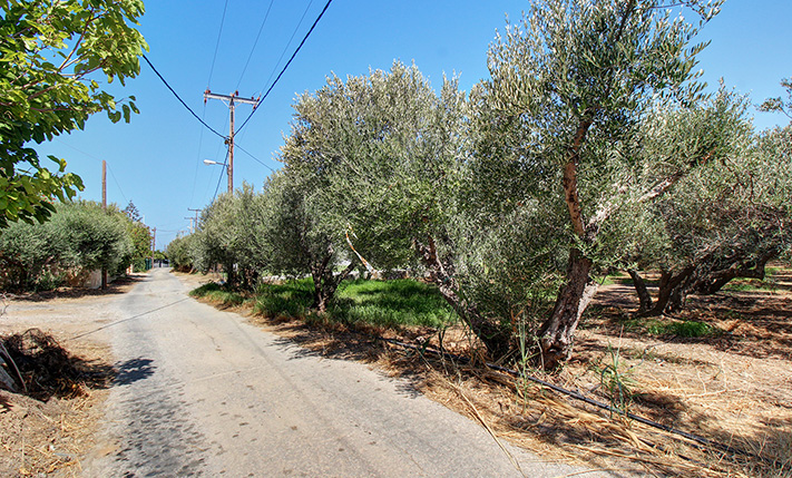 SPACIOUS OLIVE GROVE 800 M FROM KOLYMBARI
