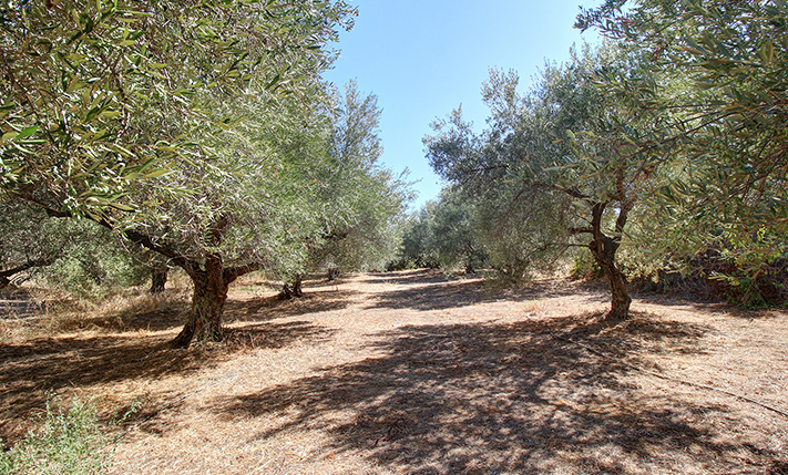 ΕΝΑΣ ΠΕΡΙΠΟΙΗΜΕΝΟΣ ΕΛΑΙΩΝΑΣ ΔΙΠΛΑ ΣΤΟ ΧΩΡΙΟ