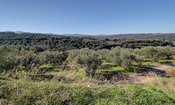 A SOUTHWEST-FACING OLIVE GROVE WITH VIEWS